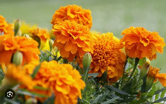 Marigold Plant